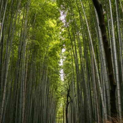 龙珠新世纪满v破解版下载